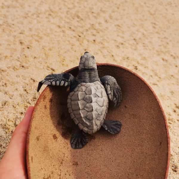 A baby turtle in a coconut shell about to be released onto the sand at Bacocho Beach in Puerto Escondido